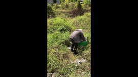 Wholesome pet lover rescues dog that gave birth in field during heat wave
