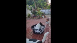 French Bulldog spins round tub of water making mini tornado