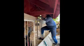Rescue mission: saving dogs and people stranded in flooded areas