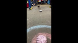 Pepper Shows Off Her Curling Skills