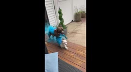 Paws for celebration: Dogs painted blue reveal baby's gender