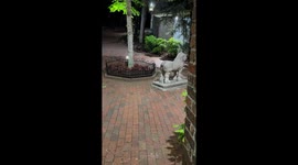 Bear spotted in Gatlinburg village