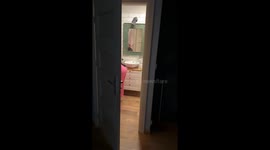 Cat keeps watch: feline joins owner during hair wash