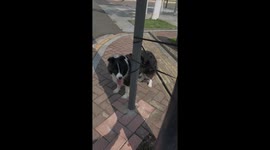 Genius pet dog untangles its leash wrapped around poles