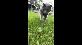Cat popping a bubble outside with his no