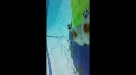 Corgi Hangs Out in Pool