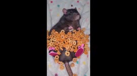 Adorable Rat Rests In a Blanket of Cheerios