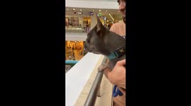 Frenchie Wants to Play in Ballpark
