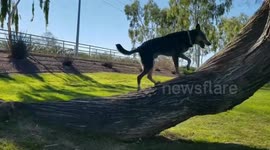 Amazing Tricks and Skills of a Talented Dog: Balancing, Skateboarding, and More!