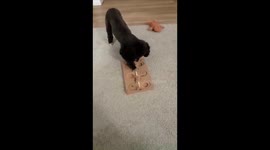 Toy Poodle puppy Cora Solves Another difficult Treat toy Puzzle game