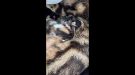 Kittens Fight Over Mom's Milk