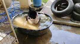 Pet dog cools off in a tub of water amid hot weather in Thailand
