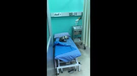 Feline unwell? Stray cat curls up on hospital bed