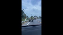 Dogs ride on top of trailer carrying hay