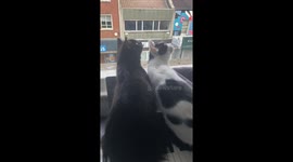 Domesticated hunters torn between bird-watching and fearful retreat