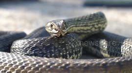 Wildlife photographer encounters venomous snake and rescues it from cycle path in Spain