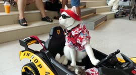 Swoop the Celebrity Cat Appears at Pet Expo Thailand in her Electric Car