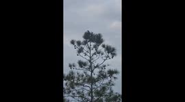 A large crowned eagle landed in a tree in front of our yard and started calling.