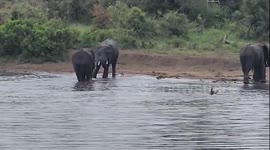 Elephant calf entertains tourists by chasing after bird at watering hole in Kruger National Park