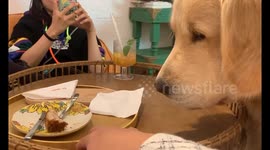 China: Golden Retriever diligently reaches for a piece of cake