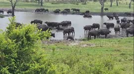 A few days after seeing a herd of Elephants at this waterhole, we were sitting waiting to see what would appear. We were not dissapointed, as a massive heard of Buffalo appeared.
