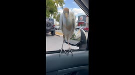 Unusually conversational avian Vvsitor interrupts texting break at Burger King