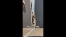 Dog asking mom what she is going on the toilet