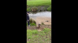 Dog jumping into the canal but dad has to rescue him