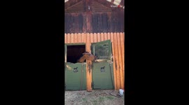 Cute horses enjoy messing with each other