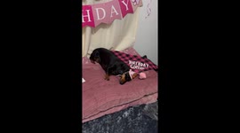This old dog is just too tired to get excited about his birthday party