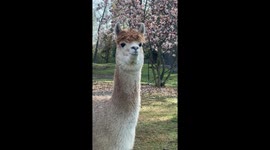 Alpaca alarm: Melody's vigilance in Hampton Falls