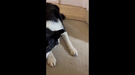 Dog Flushes Toilet