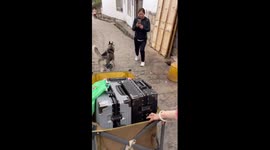 Pet husky helps hotel guest by pulling her luggage in trolley