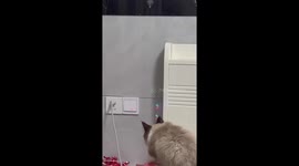 Woman shines laser at light switch to trick cat into turning off light