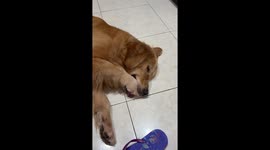Sleepy pup's quirky habit goes viral