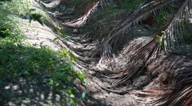 Thailand: Severe drought threatens agricultural output in Thailand