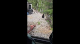 Black Bear Causes Trouble