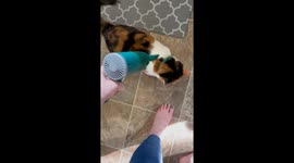 Vacuuming A Cat