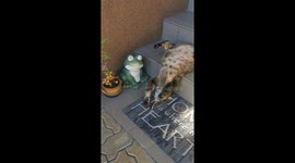 Sleeping Cat Does Stair Yoga