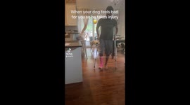 Dog mocks owner by faking leg injury