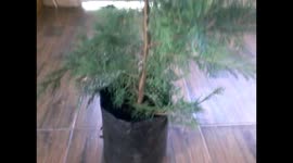 Leyland Cypress Christmas Tree
