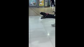 Dog Too Lazy to Walk in Mall