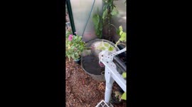 Golden retriever takes dip in greenhouse tub to cool down