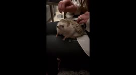 Hedgehog Enjoys Back Scratch