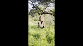 re producing  elephants having a sex its very rare sighting to see
