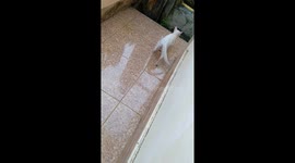 Our cat is playing with its reflection on our glass door and he suddenly jumped in surprise when we called out to him.