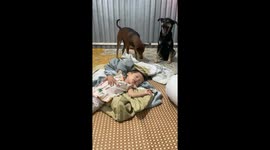 The dog watching the baby sleep acts cutely when trying to cover the baby with a blanket