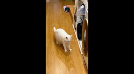 Cat dances with synchronized moves to pan lid noises