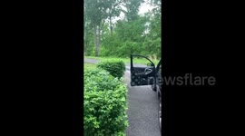 Bear attempts car break-in caught on camera in Gatlinburg