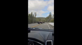 Bison herd roams Yellowstone Park National Road: a close encounter
